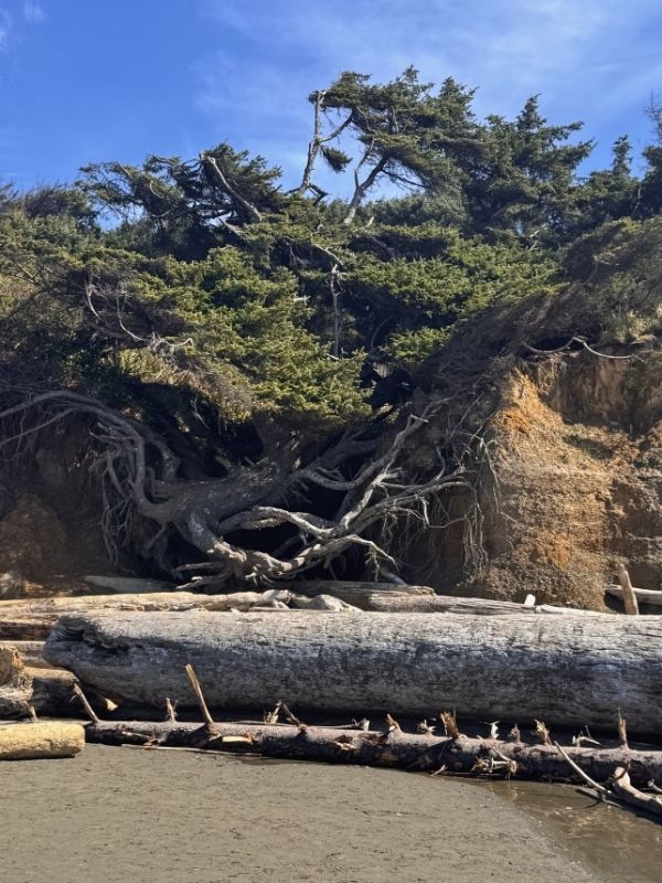 Olympic Peninsula Road Trip in One Day - Tree of Life